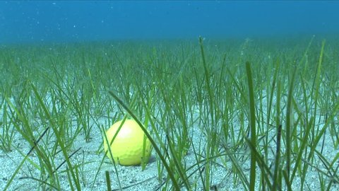 golf ball underwater  in sea grass moving with tides and some fish around