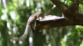 squirrel eat, squirrel favorite foods video, Squirrel Animal Facts, nature, animals, wild animal in home, pets, rice eating, home mammal,