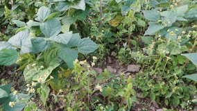 Cultivation of kidney beans , the common bean (Phaseolus vulgaris). Organic Plantation in the Himalayan Region Uttarakhand.