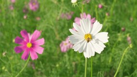 Cosmos starburst flower It is believed that cosmos is the flower of peace, tranquility, determination,Little bee are flying to collect pollen from flowers.