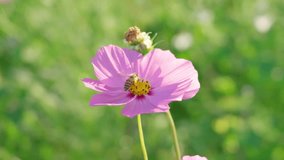 Cosmos starburst flower It is believed that cosmos is the flower of peace, tranquility, determination,Little bee are flying to collect pollen from flowers.