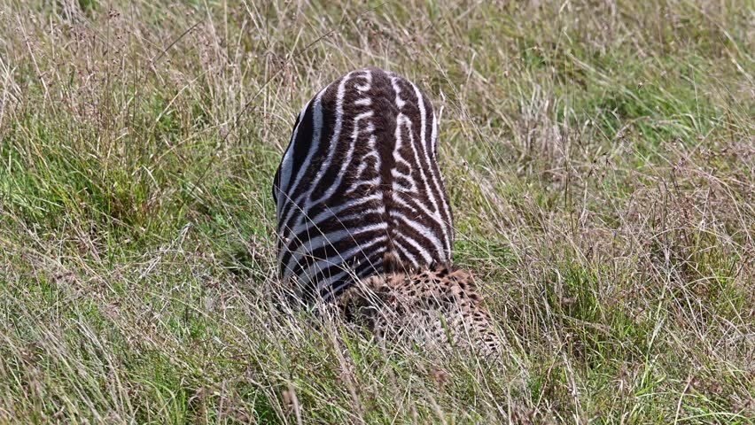 Cheetahs feeding on their prey at the Maasai Mara National Reserve in Kenya