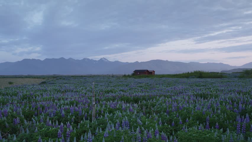 A lone cabin in a tranquil Icelandic field covered in purple lupine flowers