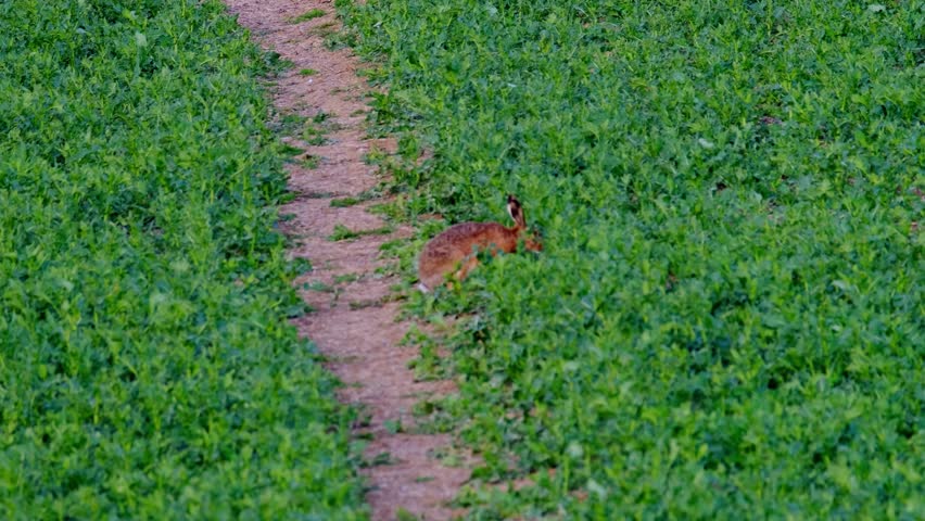 valuable game animal grazing on a green lawn, mammal hare of the lagomorph order, Lepus europaeus eats young rapeseed plants, concept of harming agriculture, object of amateur and sport hunting Royalty-Free Stock Footage #3415445669