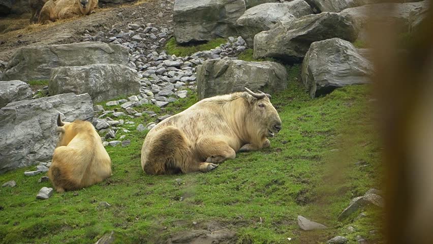 Two golden Takin relaxing in the grass rocky mountain habitat in animal park.