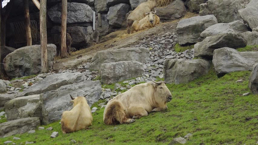 Group of Golden Takin relaxing and chewing grass in wildlife reserve.
