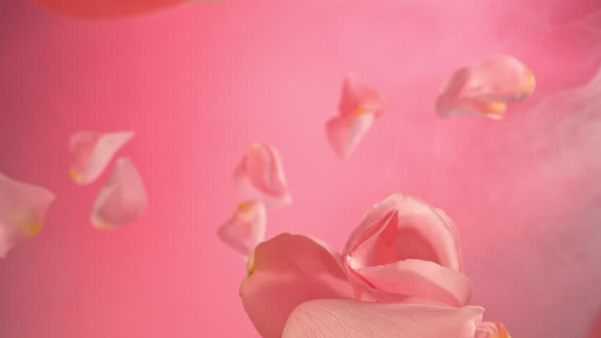 Super slow motion of flying and rotating rose petals on pink gradient background. Filmed on high speed cinema camera, 1000 fps. Royalty-Free Stock Footage #3415489685