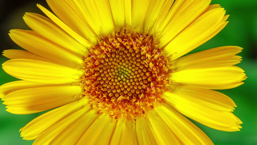 Yellow Flower Of Calendula Officinalis Blooming in Time Lapse on a Green Leaves Background. Medicinal Plant. Nature concept in Springtime Royalty-Free Stock Footage #3415507315