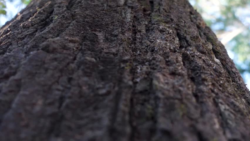 An upward shot of a big Neem tree trunk with textured bark in detail. Uttarakhand India. Royalty-Free Stock Footage #3415522101