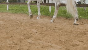 Close-up of white horse walking.