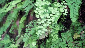 Close up shot of Adiantum capillus-veneris, a species of ferns in the genus Adiantum. Uttarakhand India