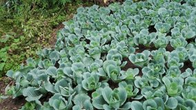 Organically grown Cauliflower, Brassica oleracea in the hills of Uttarakhand India. Himalayan region of Northern India.