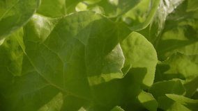 Closeup macro of green oak lettuce and Frillice Iceberg Lettuce leaf in organic hydroponic farm garden.