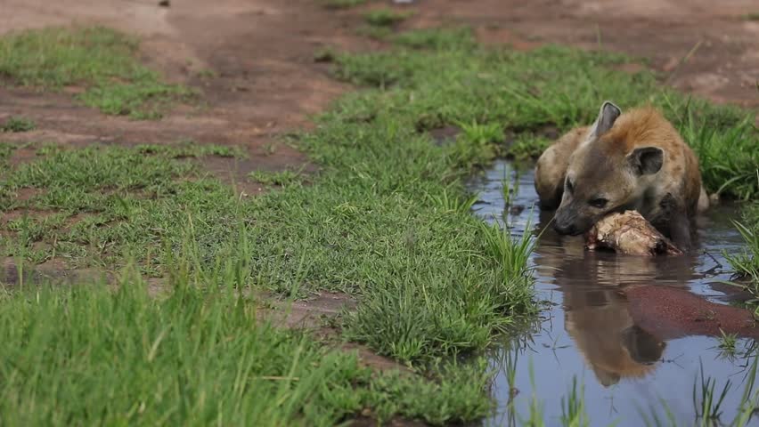 Spotted hyena with zebra skull in puddle