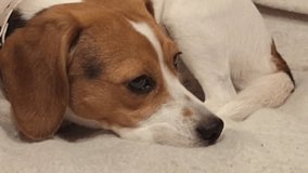 Macro video of tri-coloured beagle. Beagle dog resting on a chair in the living room. Concept of pets and love for animals