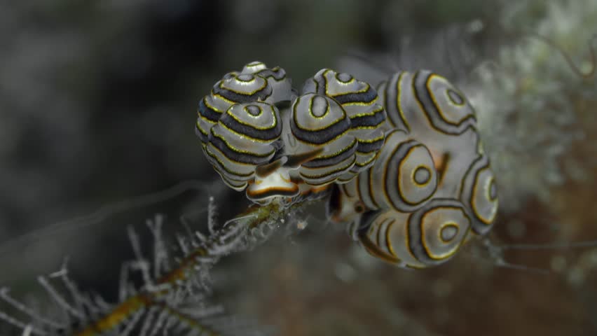 Two nudibranchs sit on a hydroid branch.
Donut Doto (Doto greenamyeri)15 mm. Body with a brown midlateral stripe mimicking the branch of hydroid it feeds on. Cerata with grey and orange rings. Royalty-Free Stock Footage #3415634483