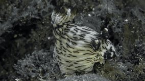 A nudibranch sits on the seabed among algae in a strong sea current.
Red-Lined Jorunna (Jorunna rubescens) 200 mm. ID: pinkish-white with longitudinal brown stripes, rhinophores reddish.