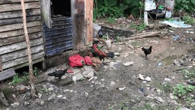 some chickens look for food in the trash 4k video