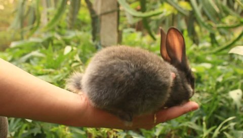 rabbit on hand 