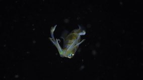 Bigfin Reef Squid - Sepioteuthis lessoniana in the nigth. 4K underwater video. Night diving in Tulamben, Bali, Indonesia.