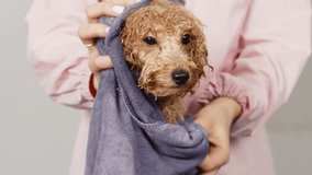 Slow motion. After the bath, the groomer or veterinarian drys the dog with a towel. Animal spa and hygiene concept in pet grooming salon. Hair care and hygiene products for animals.
