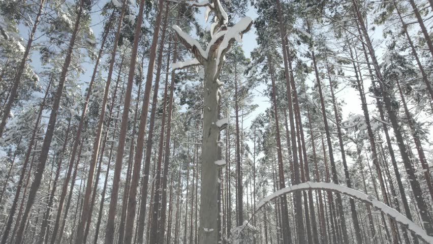 A slowly rising drone footage in a snowy boreal forest in Finland during a cold winter day Royalty-Free Stock Footage #3415821761