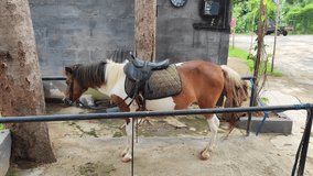 Daily Life Of Horses At Tourist Locations And Restaurants