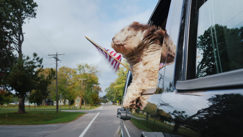 A patriotic dog is traveling in a car, an American flag is flying alongside | Shutterstock HD Video #34158574