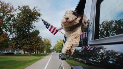 A patriotic dog is traveling in a car, an American flag is flying alongside