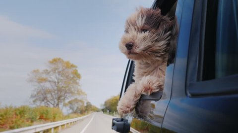 The dog looks out the window of the car that is moving