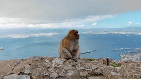 Monkey seating on Gibraltar Rock