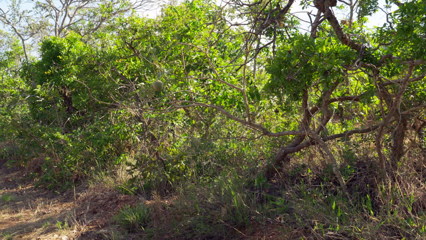 Wolf apple fruit tree from the Brazilian Cerrado