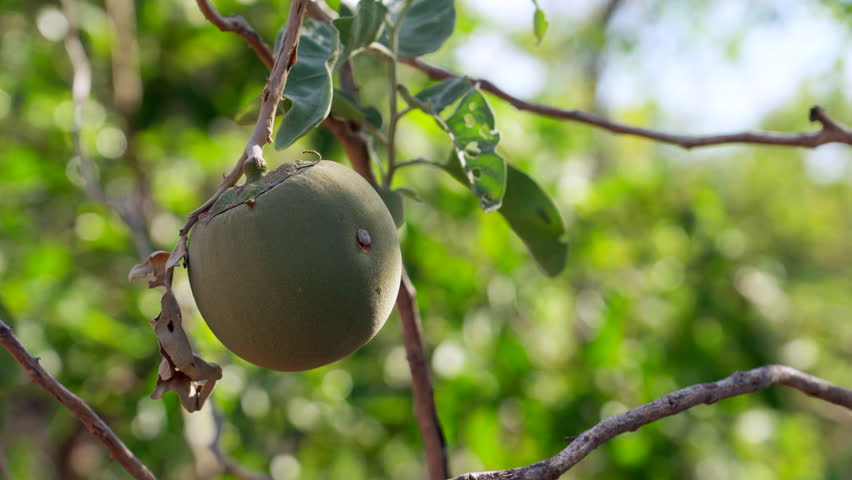 Wolf apple fruit tree from the Brazilian Cerrado