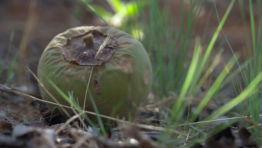Wolf apple fruit tree from the Brazilian Cerrado