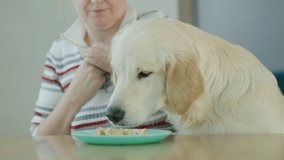 An impudent dog takes food from its owner