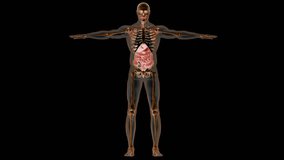 Human Digestive System Stomach with Small Intestine Anatomy Animation Concept. 3D