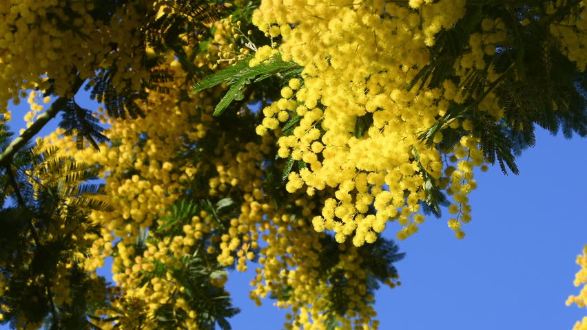 Beautiful branches of blooming yellow Mimosa (Acacia dealbata) and blue sky. The flowering branch of mimosa is offered to women on March 8 on International Women's Day. Royalty-Free Stock Footage #3416103491