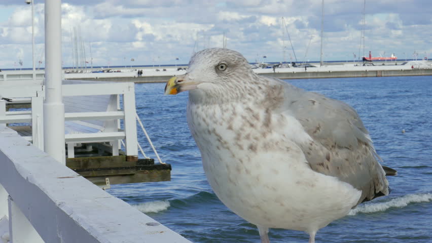 Great black-backed gull. Larus marinus. 