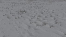 Saigas in winter during the rut. A herd of Saiga antelope or Saiga tatarica walks in snow - covered steppe in winter. Antelope migration in winter. Slow motion video, 10 bit ungraded D-LOG.