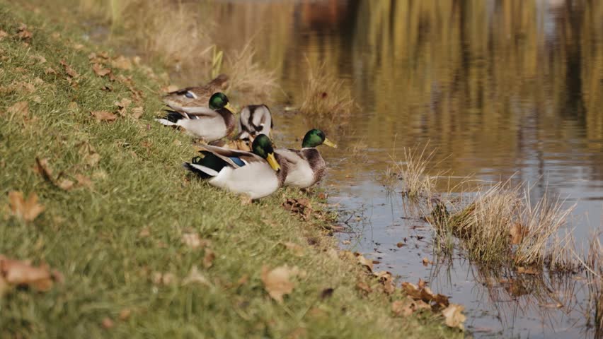 
A group of mallard ducks lounging on the grassy edge of a pond, with the water reflecting the golden hues of autumn, perfect for serene nature-related stock video content.