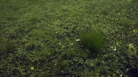 Sandy bottom covered with layer of Mussels, Slow motion, Forward movement over seafloor - Powered by Shutterstock - Get 15% off with code: PIKWIZARD15