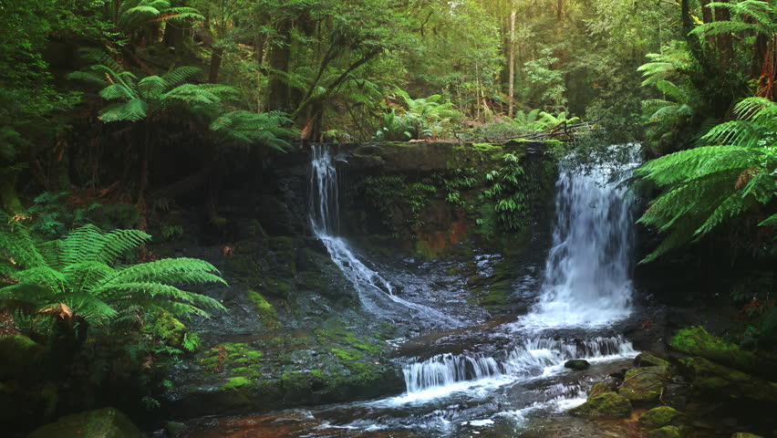 Virgin jungle forest nature Tasmania Australia. Rainforest waterfall calm scene