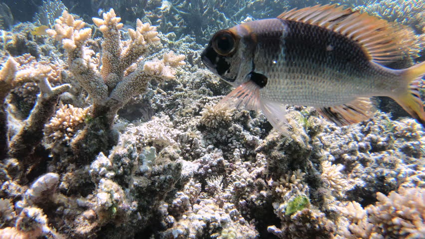 Diving on Great Barrier Reef in Australia. Tropical fish in ocean