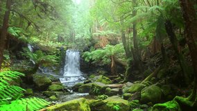 Discover beautiful waterfall in tropical jungle forest of Australia. Tasmania - Powered by Shutterstock - Get 15% off with code: PIKWIZARD15