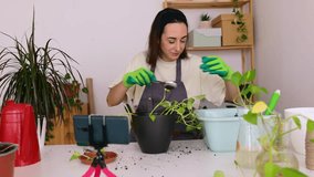 Young adult woman using mobile phone to make a video tutorial explaining how to plant some cuttings of golden pothos or Epipremnum aureum for yourself at home. DIY, hobbies and blogging concept.