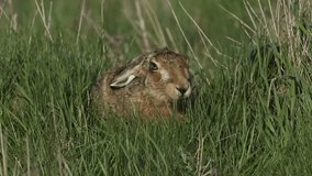 A stunning Brown Hare (Lepus europaeus) feeding in a field on a very windy day. 