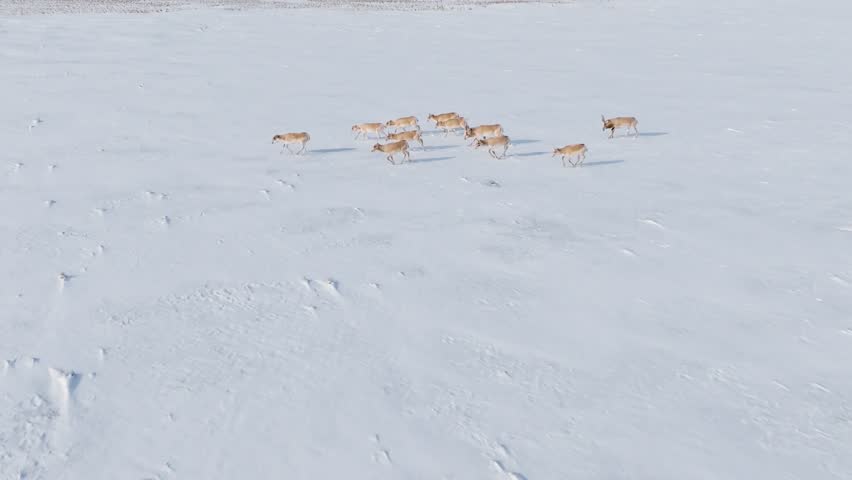 Saigas in winter during the rut. A herd of Saiga antelope or Saiga tatarica walks in snow - covered steppe in winter. Antelope migration. Walking with wild animals, slow motion video.