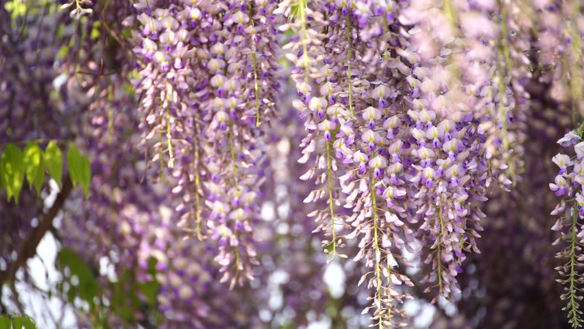 Blooming Wisteria Sinensis with scented classic purple flowersin full bloom in hanging racemes on the wind closeup. Garden with wisteria in spring. Royalty-Free Stock Footage #3416275619