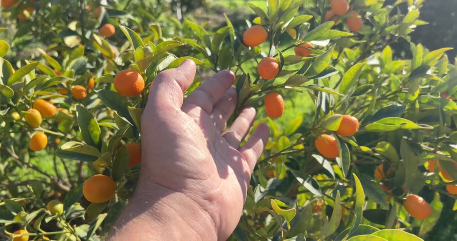 Human hand holding Kumquat fruit tree branch, dolly shot, high angle view. Tangerine tree with fruits on sunny day. Ripe fresh frutis hanging from branches in an organic orchard grove.  Royalty-Free Stock Footage #3416282797