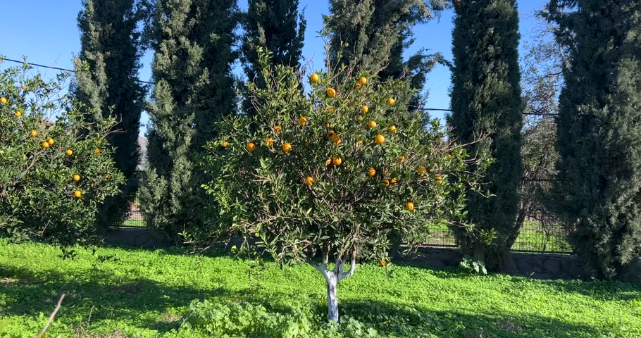 Handheld camera zooms in on oranges hanging from tree. Ripe fresh tangerine fruits hanging from branches in an organic orchard grove on sunny day. Citrus agriculture, nature and food background in 4k  Royalty-Free Stock Footage #3416286595